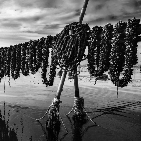 antico allevamento di cozze libani mitili maratea