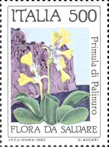 primula petagna palinuri